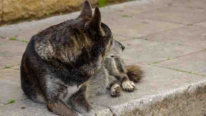 Chien abandonné dans une église