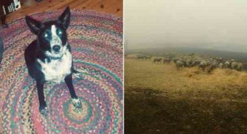 Patsy, le chien qui a sauvé son troupeau de moutons des flammes en Australie