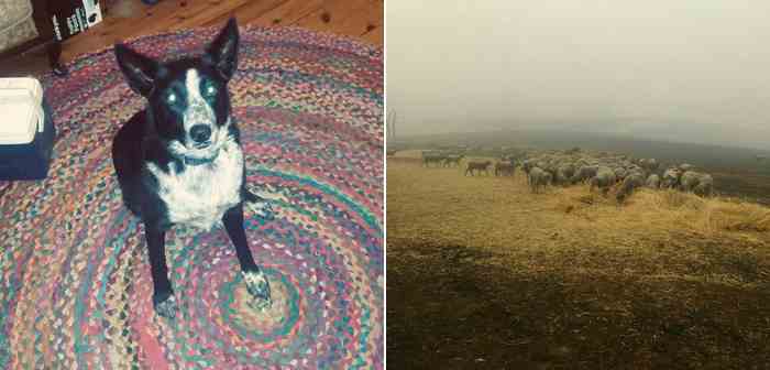 Un troupeau sauvé des flammes en Australie par un chien de berger