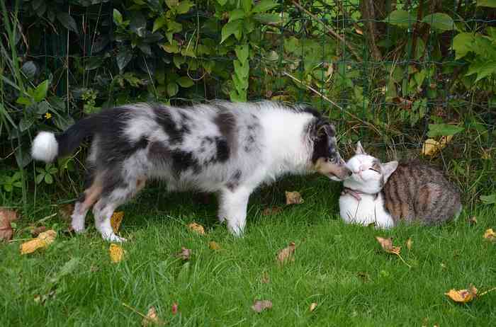 Le chien ou le chat