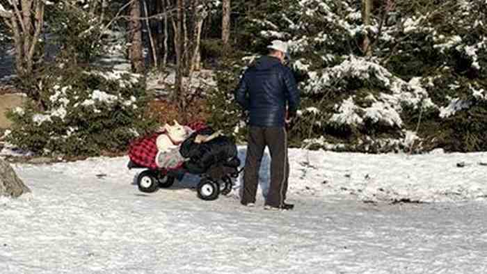 Un chariot douillet pour promener son chien paralysé