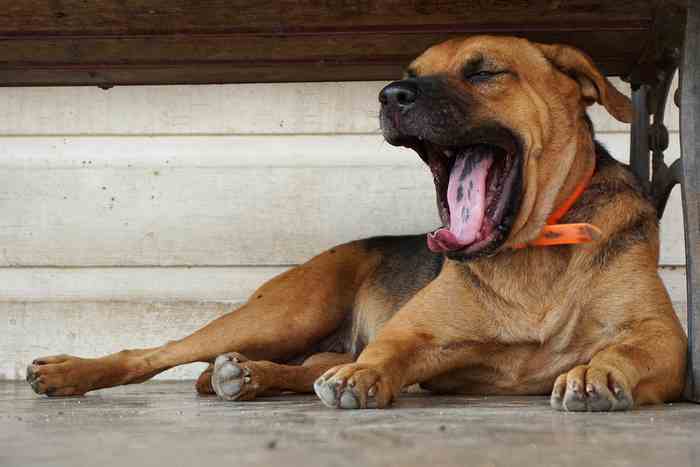 Chien qui baille parce qu'il est stressé