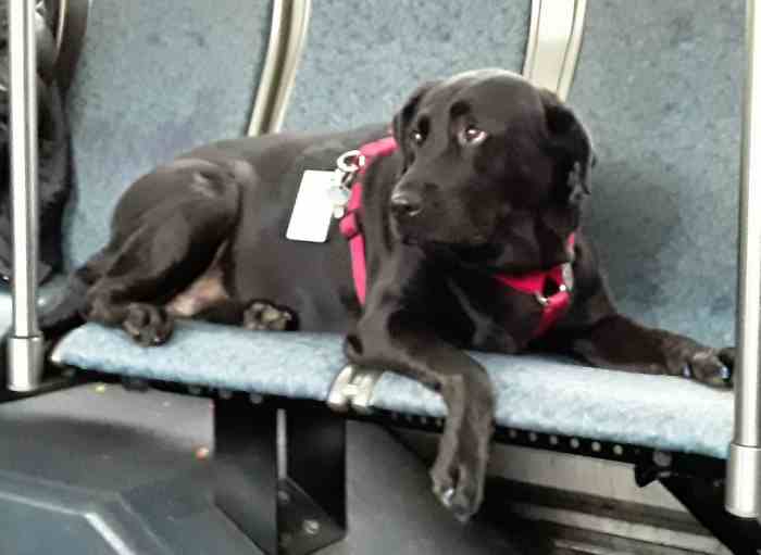 La chienne Eclipse tranquillement assise dans le bus