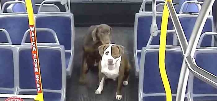 Un doberman et un pitbull sauvés par une conductrice de bus