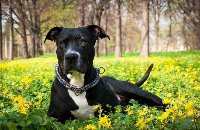 L'amstaff, un chien dit agressif et dangereux.