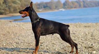 Son Doberman la sauve d'un cancer du sein
