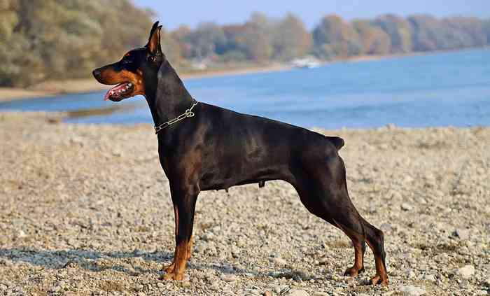 Doberman en position statique