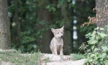 Les louveteaux rapportent la baballe