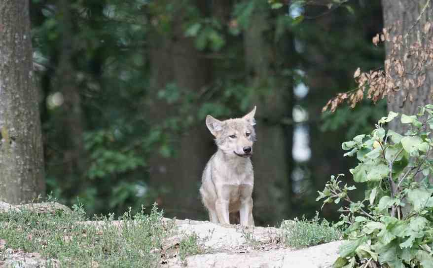 Louveteau le petit du loup