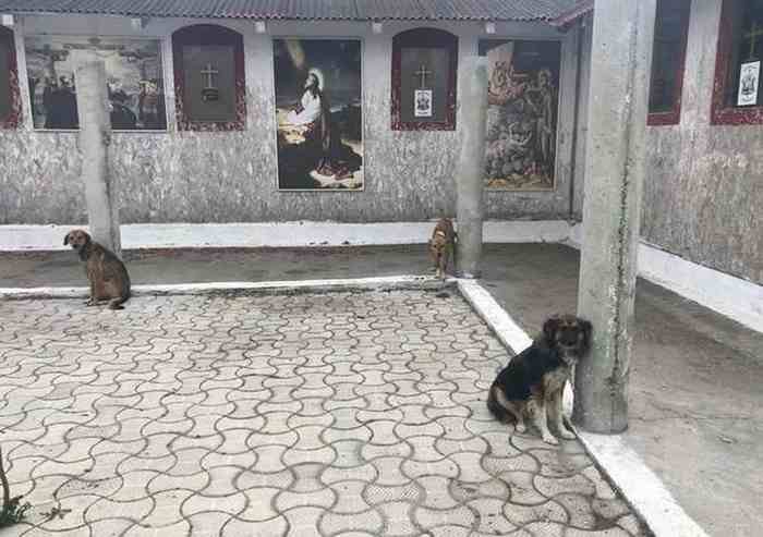 Un prêtre roumain avait laissé 18 chiens attachés derrière l'église