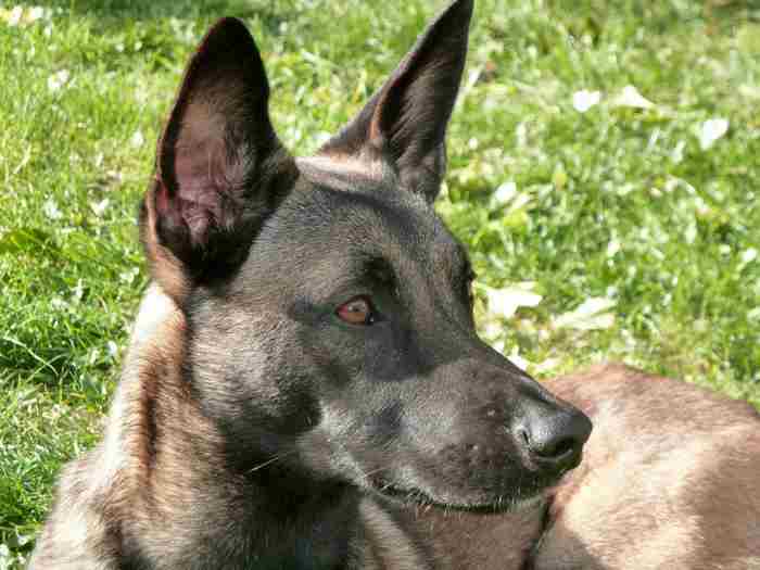 Malice, femelle berger malinois perdu 2 semaines sur un glacier