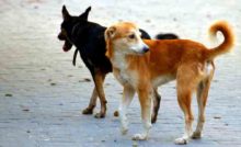 Les chiens errants réagissent ils aux stimulus des humains
