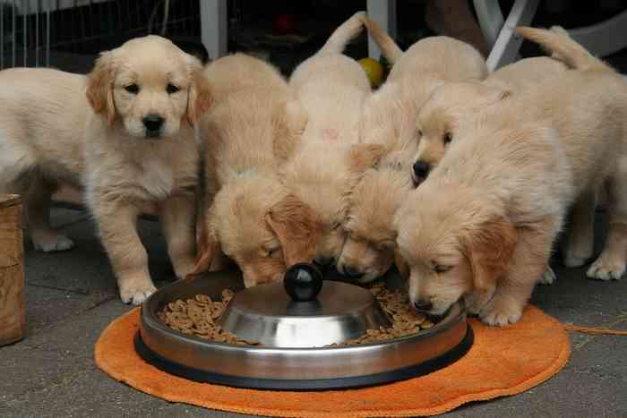 Portée de chiots en élevage