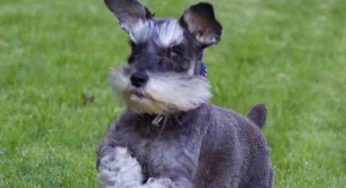 Il dépense tout son argent pour sauver sa chienne Schnauzer