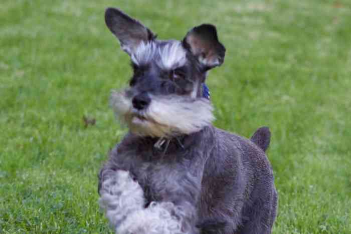 Lola, petite chienne Schnauzer