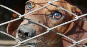 Italie : 2000 chiens abandonnés à cause du coronavirus