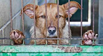 La Chine devrait interdire la consommation de viande de chiens d’ici la fin de l’année