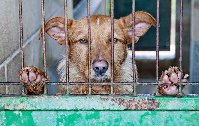 Chien élevé pour la viande en Chine