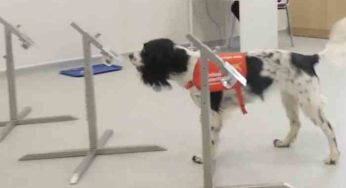 Freya le chien qui pourrait peut-être détecter les personnes positives au Coronavirus