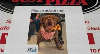 Les photos des chiens à adopter sur les boites de pizza