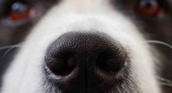 Les chiens peuvent détecter la chaleur avec leur truffe