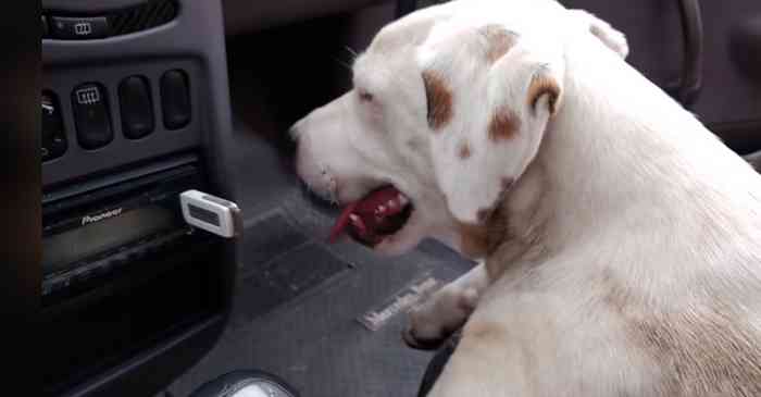 Thor le chien perdu qui se réfugie dans une voiture