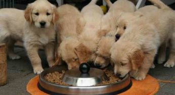 Vente de chiots en boutiques et fermes d’élevage interdites en Angleterre