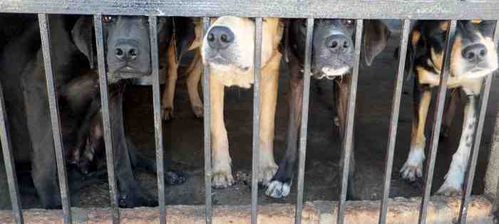 Chiens élevés pour la viande en Chine