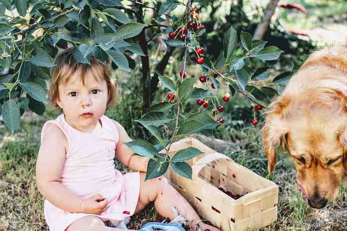 Le chien aime les cerises