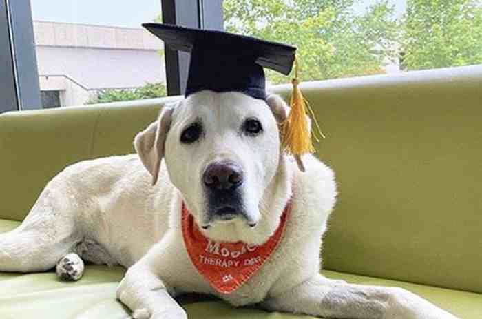 Ce labrador a reçu un diplôme de l'université virginia tech