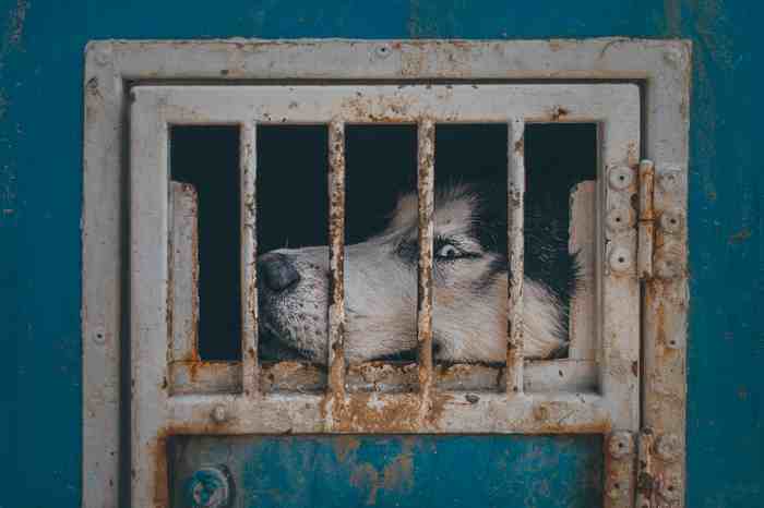 Chien chinois élevé pour la viande