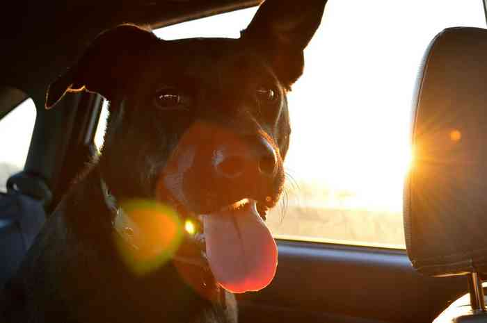 Dans la voiture la chaleur est dangereuse pour le chien