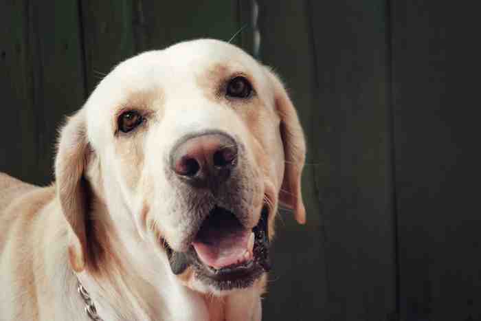 Chien de race Labrador destiné à la détection du coronavirus