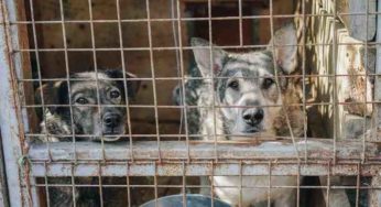 Ils volent des chiens pour la viande. Les habitants les lynchent