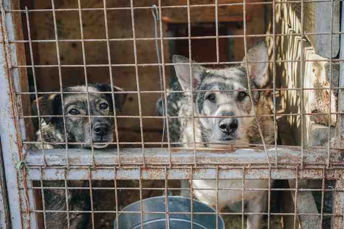 Chiens volés pour leur viande au Vietnam