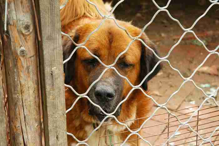 Un loi interdit la viende de chiens au Cambodge