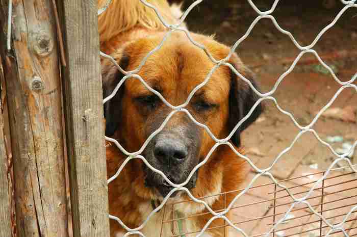 Viande de chien au Cambodge