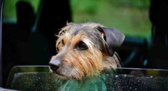 Les chiens et le mal des transports en voiture