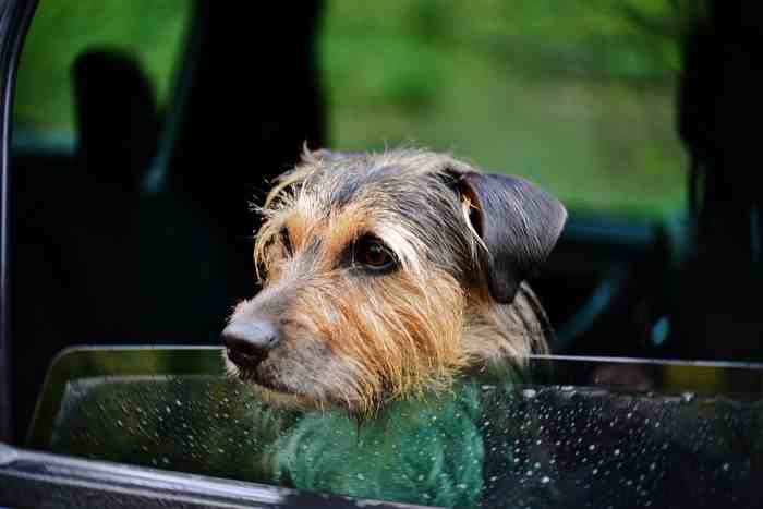 De nombreux chiens souffrent du mal des transports