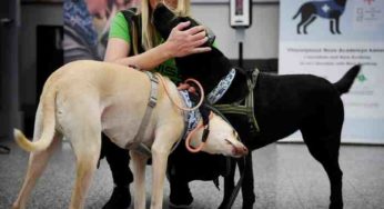 A l’aéroport d’Helsinki des chiens détectent la Covid