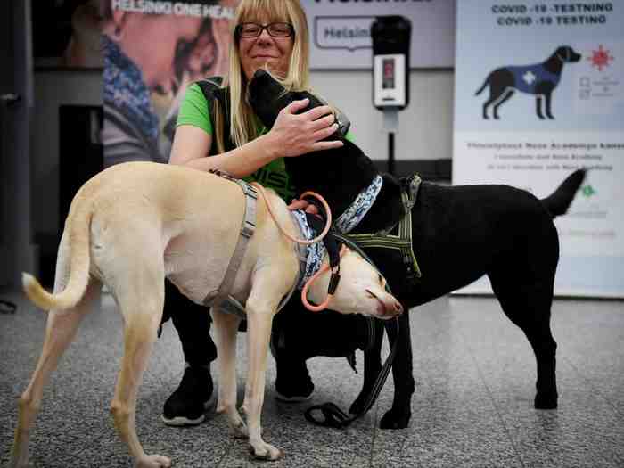 Des chiens dressés détectent la Covid-19 avec une réussite de près de 100%