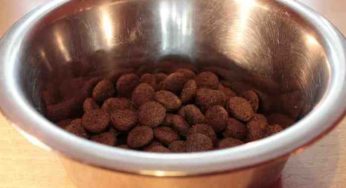 Comment bien nettoyer la gamelle du chien ?
