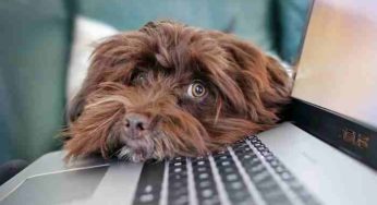 Chien croisé : comment savoir de quelles races il est issu ?