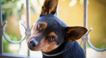 Une étude explique comment les chiens perçoivent les sons