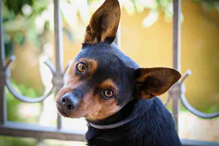 Chien écoutant un son