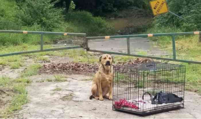Ce pauvre chien est abandonné avec son harnais et sa cage de transport