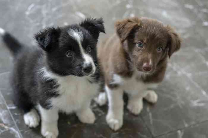 Les chiots interagissent avec les humains dès leur naissance