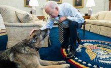 Le Berger allemand de Joe Biden est mort à 13 ans