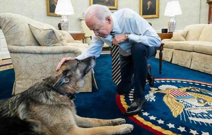 Le Berger allemand du président américain Joe Biden est mort