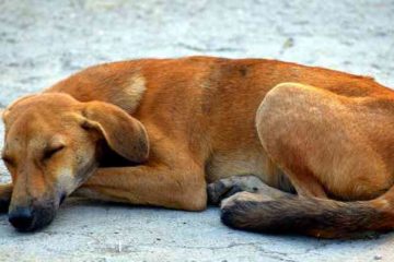 Week end du 15 août 503 chiens abandonnés en Italie